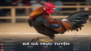 Mẹo Soi Kèo Đá Gà Luôn Nắm Chắc Phần Thắng Tại 79Club